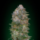 Critical Soma - ADVANCED SEEDS | TanieSianie.pl