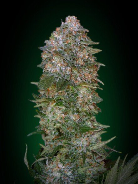 Critical Soma - ADVANCED SEEDS | TanieSianie.pl