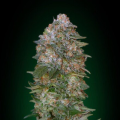 Critical Soma - ADVANCED SEEDS