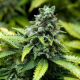 Early Widow - ADVANCED SEEDS | TanieSianie.pl