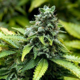 Early Widow - ADVANCED SEEDS | TanieSianie.pl