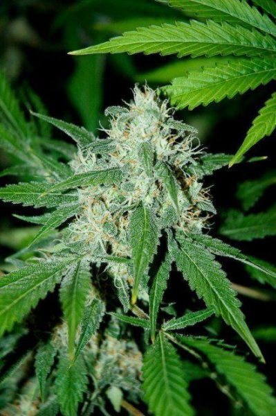 Haze Mist - ADVANCED SEEDS | TanieSianie.pl