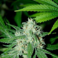 Haze Mist - ADVANCED SEEDS