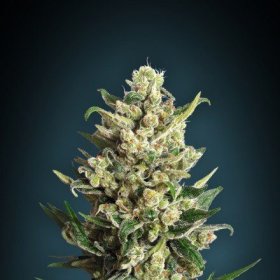 Ice Kush - ADVANCED SEEDS | TanieSianie.pl