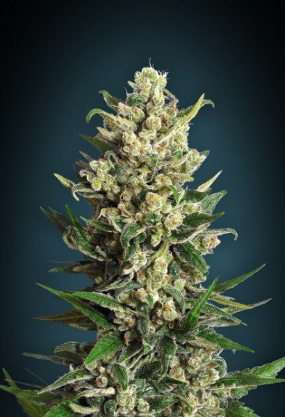 Ice Kush - ADVANCED SEEDS | TanieSianie.pl