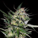 Jack Plant - ADVANCED SEEDS | TanieSianie.pl