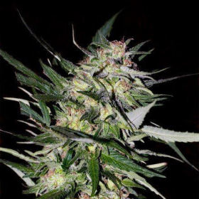 Jack Plant - ADVANCED SEEDS | TanieSianie.pl
