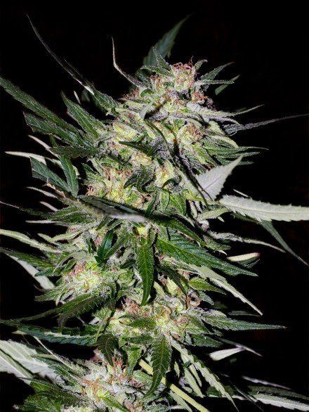 Jack Plant - ADVANCED SEEDS | TanieSianie.pl