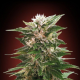 Kaya 47 - ADVANCED SEEDS | TanieSianie.pl
