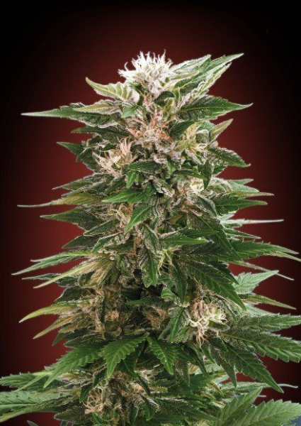 Kaya 47 - ADVANCED SEEDS | TanieSianie.pl