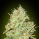 Shark Widow - ADVANCED SEEDS | TanieSianie.pl