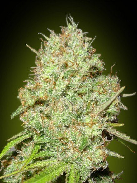 Shark Widow - ADVANCED SEEDS | TanieSianie.pl