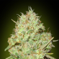Shark Widow - ADVANCED SEEDS
