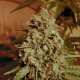 Somango Widow - ADVANCED SEEDS | TanieSianie.pl