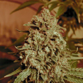 Somango Widow - ADVANCED SEEDS | TanieSianie.pl