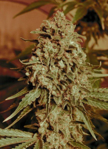 Somango Widow - ADVANCED SEEDS | TanieSianie.pl