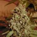 Somango Widow - ADVANCED SEEDS