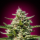 White Kush - ADVANCED SEEDS | TanieSianie.pl