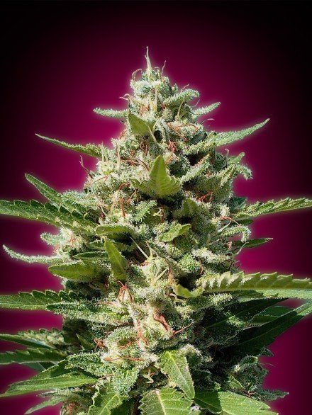 White Kush - ADVANCED SEEDS | TanieSianie.pl
