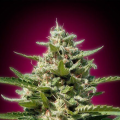 White Kush - ADVANCED SEEDS