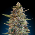 Auto Blue Diesel - ADVANCED SEEDS