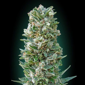 Auto Heavy Bud - ADVANCED SEEDS | TanieSianie.pl