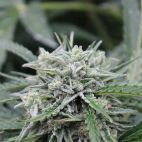 Auto NL - FEMALE SEEDS | TanieSianie.pl