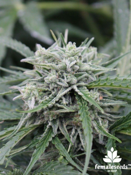 Auto NL - FEMALE SEEDS | TanieSianie.pl