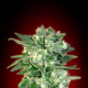 Auto Kaya 47 - ADVANCED SEEDS | TanieSianie.pl