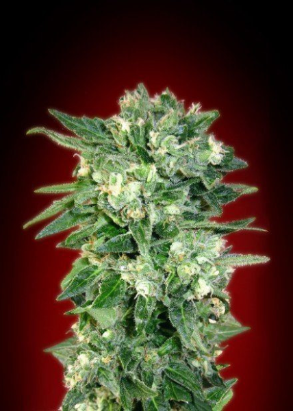 Auto Kaya 47 - ADVANCED SEEDS | TanieSianie.pl
