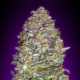 Auto NYC Diesel - ADVANCED SEEDS | TanieSianie.pl