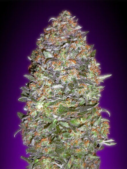 Auto NYC Diesel - ADVANCED SEEDS | TanieSianie.pl