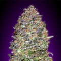 Auto NYC Diesel - ADVANCED SEEDS