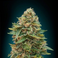 Auto Skunk 47 - ADVANCED SEEDS
