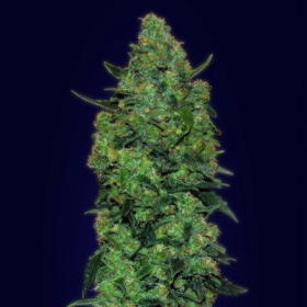 Auto Skunk Mass - ADVANCED SEEDS | TanieSianie.pl