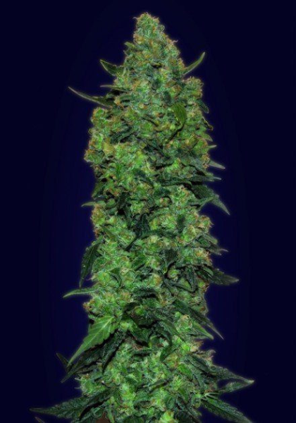Auto Skunk Mass - ADVANCED SEEDS | TanieSianie.pl