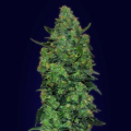 Auto Skunk Mass - ADVANCED SEEDS