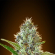 Auto Somango - ADVANCED SEEDS | TanieSianie.pl