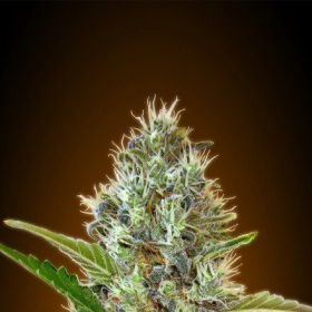Auto Somango - ADVANCED SEEDS | TanieSianie.pl