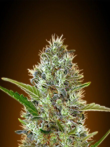 Auto Somango - ADVANCED SEEDS | TanieSianie.pl