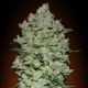 Auto BioDiesel Mass - ADVANCED SEEDS | TanieSianie.pl