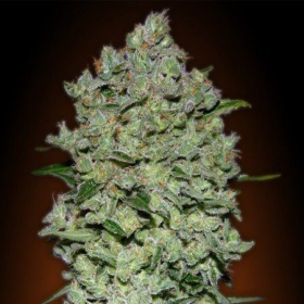 Auto BioDiesel Mass - ADVANCED SEEDS | TanieSianie.pl