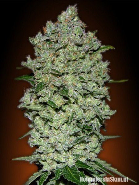 Auto BioDiesel Mass - ADVANCED SEEDS | TanieSianie.pl