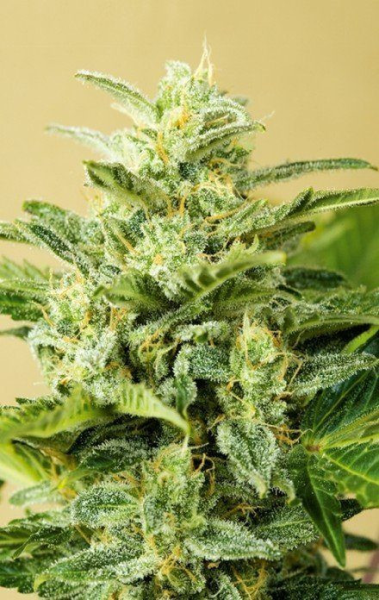 Low Girl - ADVANCED SEEDS | TanieSianie.pl