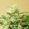 Low Girl - ADVANCED SEEDS