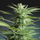 Sweet Dwarf Automatic - ADVANCED SEEDS | TanieSianie.pl