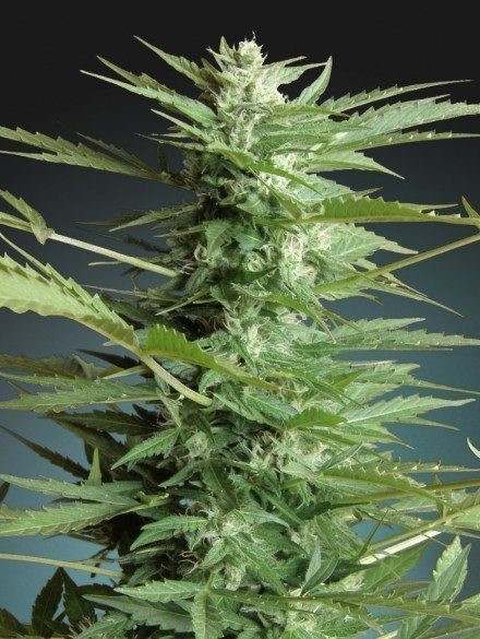 Sweet Dwarf Automatic - ADVANCED SEEDS | TanieSianie.pl