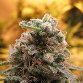Top 69 Automatic - ADVANCED SEEDS | TanieSianie.pl