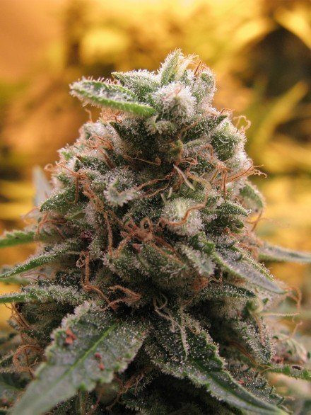 Top 69 Automatic - ADVANCED SEEDS | TanieSianie.pl