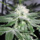 Auto NL - FEMALE SEEDS | TanieSianie.pl